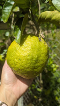 Ponderosa Lemon Cutting for Crafts - Sour Giant Fruit - Citrus limon