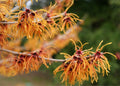 Witchhazel Starter Plant 8-16 Inch Bare Root Hamamelis vernalis Medicinal Shrub Erosion Control Wildlife Habitat