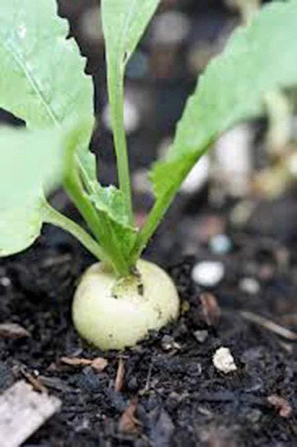 Radish Seeds - 1000 Heirloom Hailstone White Non-GMO Seeds - Perfect for Home Gardening - Raphanus sativus