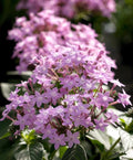 Pentas Seeds - 500 Count - Northern Lights Lavender - Pentas lanceolata