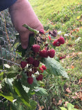 Organic Raspberry Mint Plants - Heritage Variety - Bare Root - Ever Berries