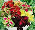 Coleus Seeds - Rainbow Mix - 100+ Seeds - Colorful Foliage Plant - Coleus Blumei