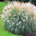Silver Morning Light Maiden Grass Seeds - Organic Miscanthus - 100 Pack - Free Shipping