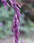 Purpletop Tridens Grass Seeds - 1 lb - Purpletop Variety - Tridens flavus