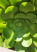 Aeonium Canariense Succulent Plant Cutting 5"-6" Green Large
