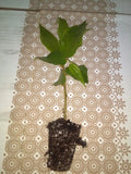 Jamaican Cherry Starter Plant - Muntingia calabura - Fast-Growing Fruit Tree - Sweetest Fruit - Small Size - 1 Plant