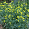 Rue Seeds 100+ Pack | Medicinal Herb | Non-GMO | Ruta graveolens | Free Shipping USA