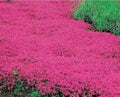 Red Creeping Thyme Seeds - 20000+ Non-GMO Heirloom Ground Cover Perennial - Thymus serpyllum