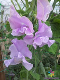 Misty Mountain Sweet Pea Seeds - 50+ Pack - Garden Planting - Lathyrus odoratus - USA