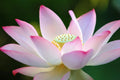Lotus Seeds for Planting - 30 Pack - Aquatic Plant - Ideal for Bonsai or Water Features - Nelumbo nucifera