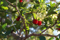 Strawberry Tree Seeds - 20+ Evergreen Seeds - Arbutus unedo - Free Shipping US