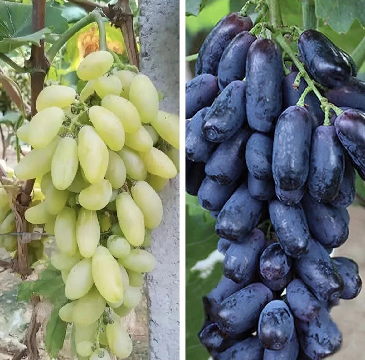 Finger Grape Seed Mix - Green & Purple Edible Fruit - Organic Non-GMO - Vitis vinifera - Garden Seeds - TX USA