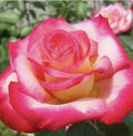 Rose Cuttings - 12 Virus-Free Plants - 10 Different Old Varieties - Rosa spp.