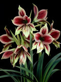 Amaryllis Bulb 10-15 cm Papilio Butterfly Green Burgundy Live Plant with Growth - Amaryllis Papilio