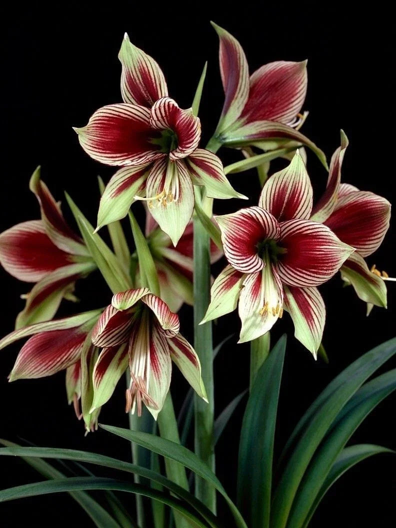 Amaryllis Bulb 10-15 cm Papilio Butterfly Green Burgundy Live Plant with Growth - Amaryllis Papilio