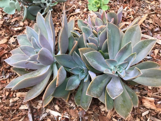 Echeveria Cuttings - Fred Ives Graptoveria Rosette Multicolor Succulent - Ideal for Indoor Gardening and Arrangements