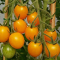 Gold Nugget Cherry Tomato Seeds - 30+ Organic Heirloom Non-GMO - Supersweet Variety