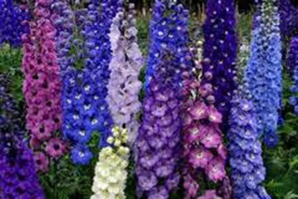 Delphinium Seeds, 500 Count, Giant Imperial Mix, Striking Mixed Colors, Delphinium elatum