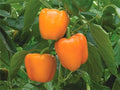 Orange Sun Sweet Bell Pepper Seeds - Heirloom, NON-GMO, Fresh - Capsicum annuum