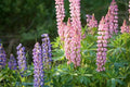 Dwarf Lupine Seeds - Pixie Delight Mix - 50 Seeds - Lupinus Polyphyllus
