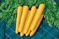 Gold Nugget Carrot Seeds - 1000+ Count - Organic Vegetable Seeds for Garden Planting - Daucus carota