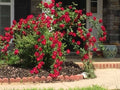 Dr. Huey Rose Plant Cuttings - 6 Live Climbing Bush Shrub Cuttings - Rosa 'Dr. Huey'