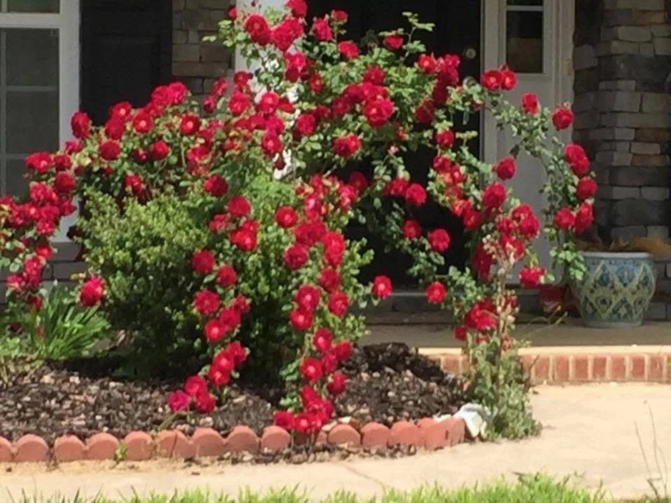 Dr. Huey Rose Plant Cuttings - 6 Live Climbing Bush Shrub Cuttings - Rosa 'Dr. Huey'