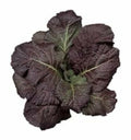 Red Giant Mustard Seeds - 1500 Non-GMO Heirloom Seeds - Brassica juncea - USA Seller
