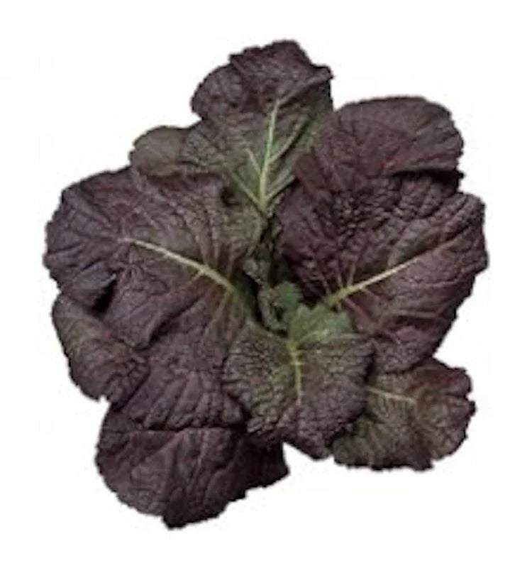 Red Giant Mustard Seeds - 1500 Non-GMO Heirloom Seeds - Brassica juncea - USA Seller