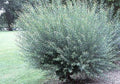 2 Basket Willow Bush Cuttings - Salix purpurea - Prized Branches for Wreaths and Crafts