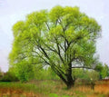 Black Willow Tree Cuttings 6 Pack - Fast Growing, Easy to Grow, Attractive - Salix nigra