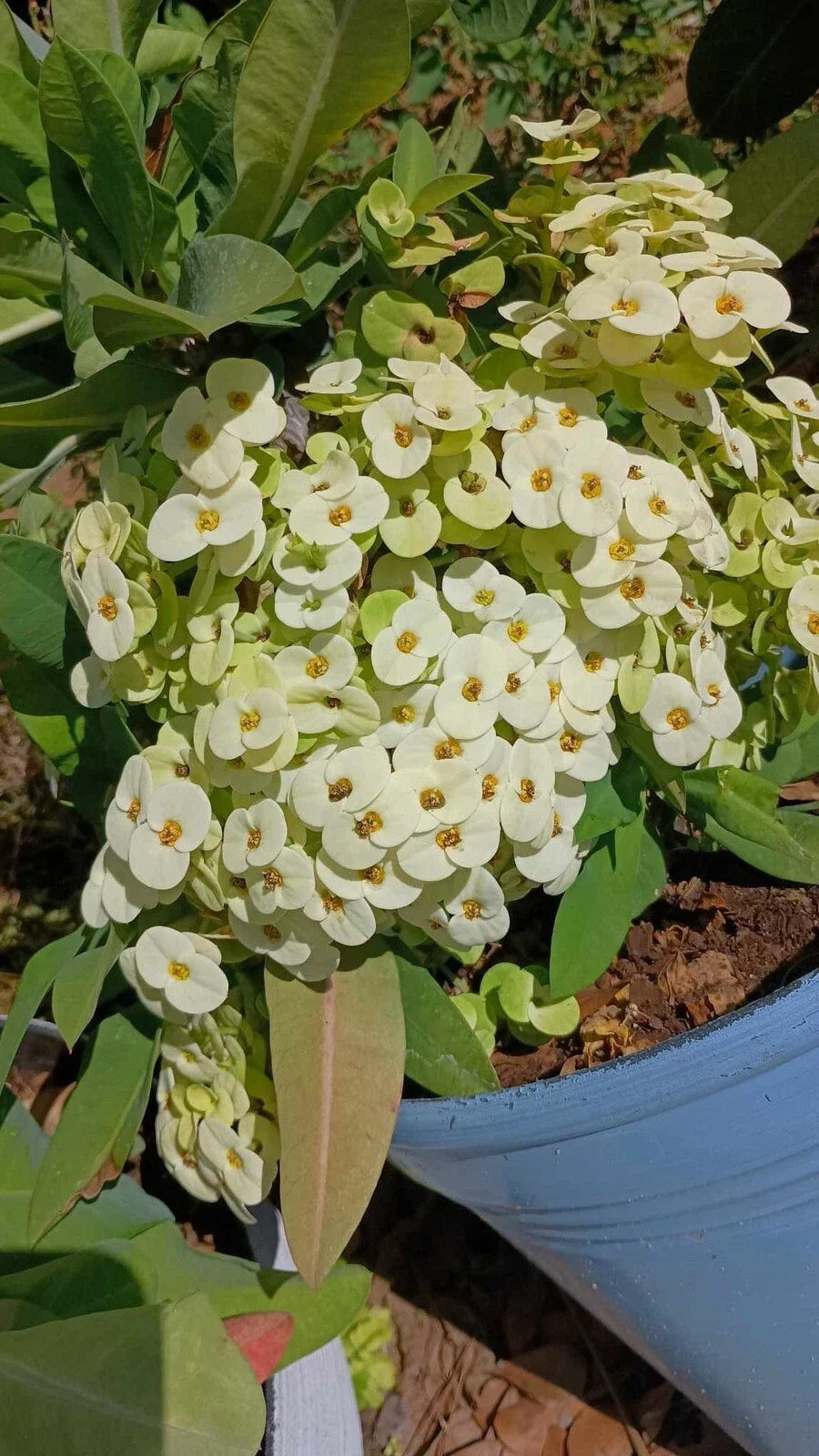 White Crown of Thorns Cutting, 1 Count, Yellow Center, Euphorbia milii