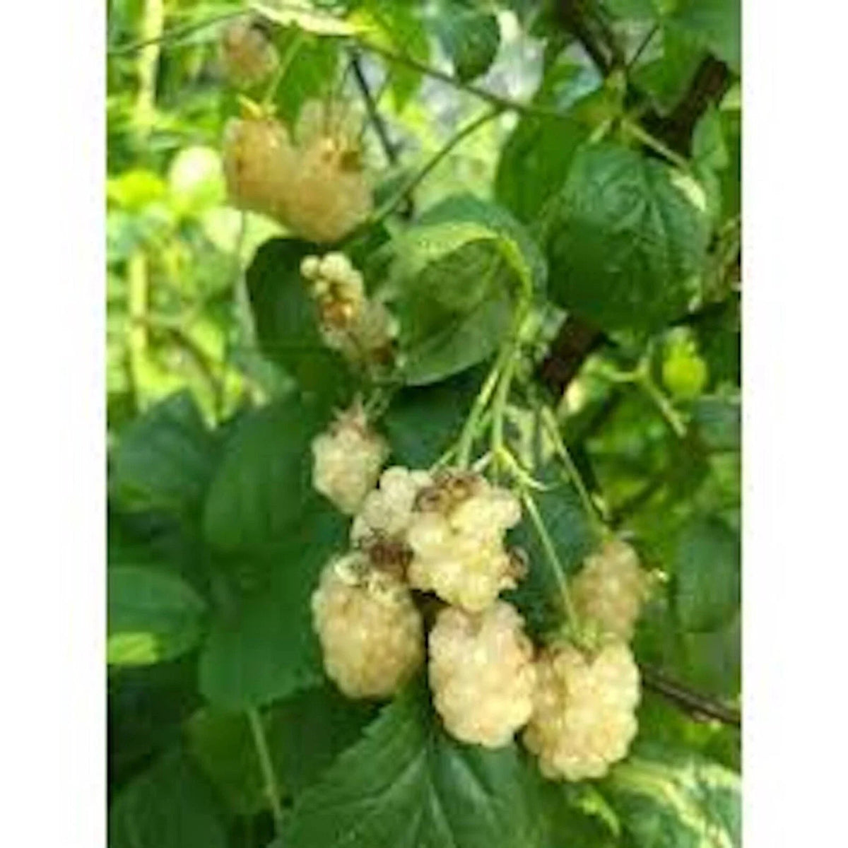 Snowbank Blackberry Plant - 3 Bare Root Starter Plants - Rubus - Edible White Fruit - Thorny Variety - Zones 5-9