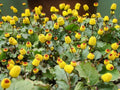 Toothache Plant Seeds - 150+ Seeds - Buzz Button Plant - Acmella oleracea - Exotic Herbal Garden Seeds