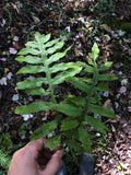 Netted Chain Fern Live Bundle 5-Pack - Rare Shade Plant Woodwardia areolata