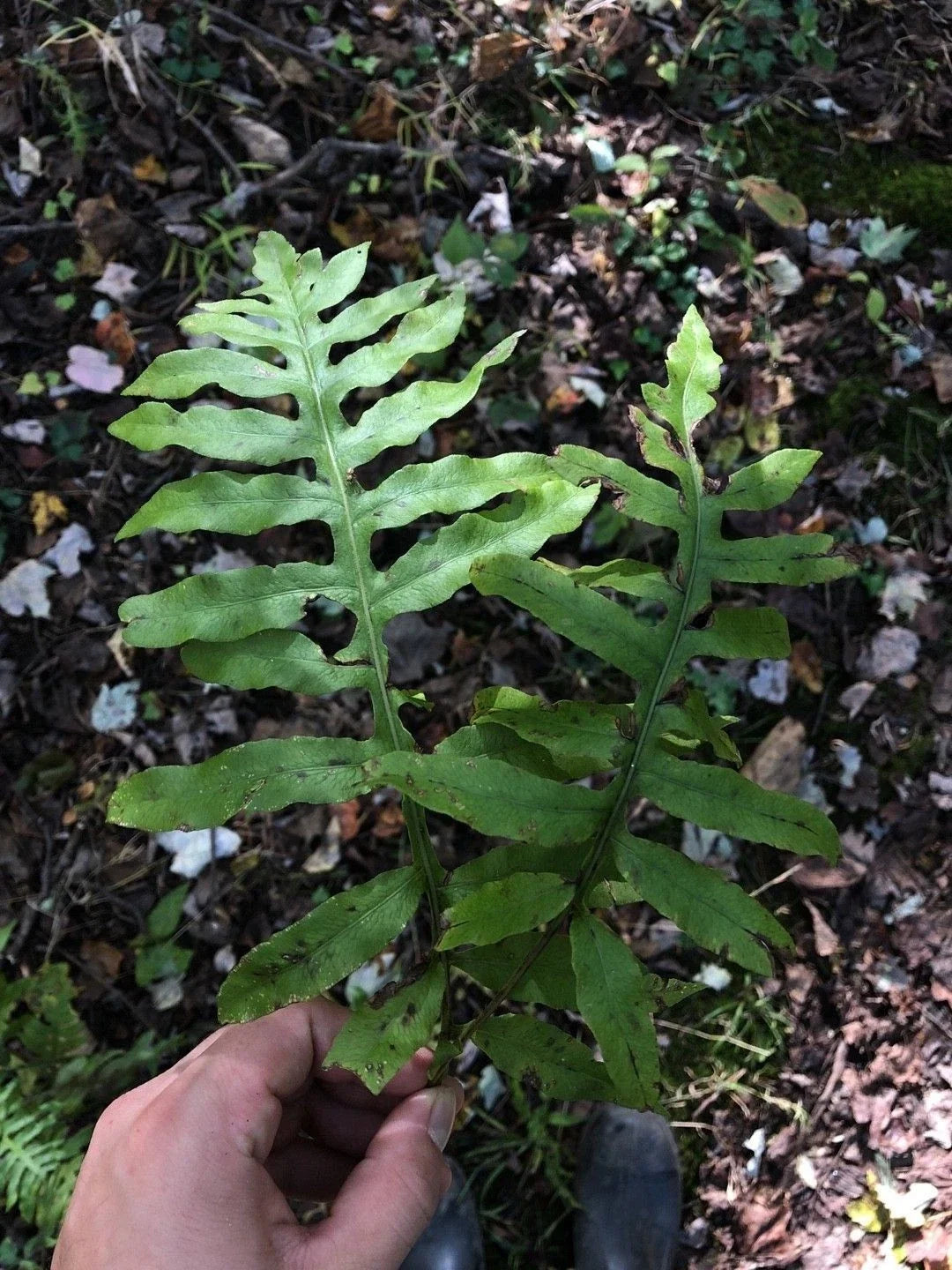 Netted Chain Fern Live Bundle 5-Pack - Rare Shade Plant Woodwardia areolata