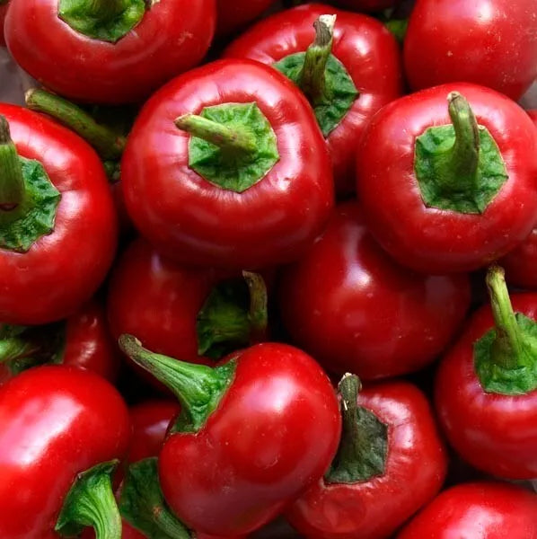 Red Cherry Hot Pepper Seeds - 60+ Non-GMO Heirloom Organic - Pimenta Variety