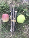 Organic Apple Tree Cuttings - 3 Fresh Cuttings - Malus domestica