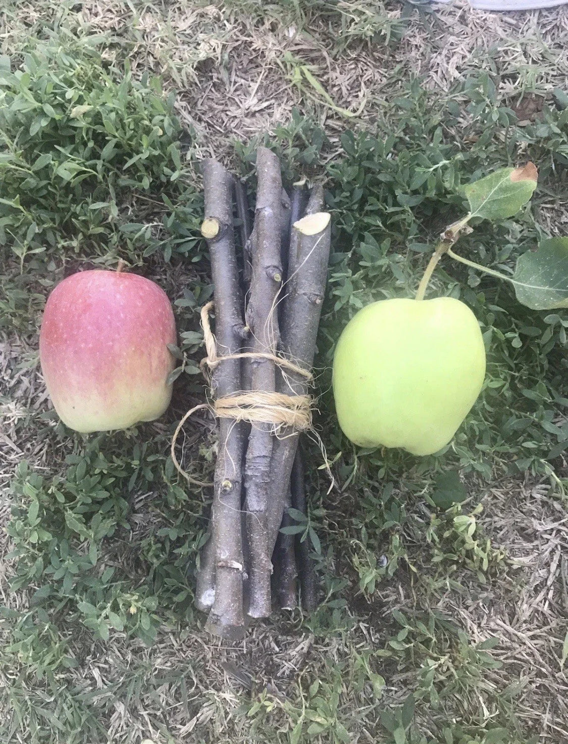 Organic Apple Tree Cuttings - 3 Fresh Cuttings - Malus domestica