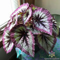Two Tone Purple Rex Begonia 25 Seeds for Garden Planting - Begonia rex
