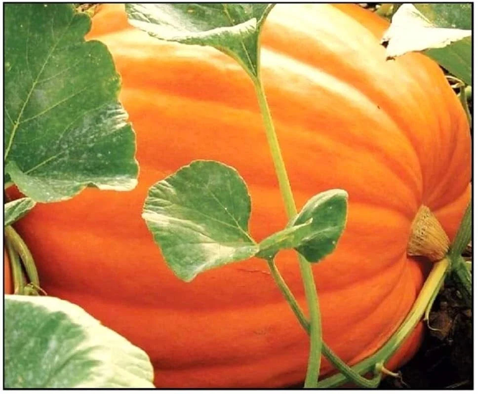 Big Max Pumpkin Seeds for Planting - 25 Non-GMO Giant Jack-O-Lantern Seeds - Cucurbita maxima