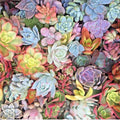 Succulent Cuttings 15 Mixed 1-2" Live Unrooted Varieties