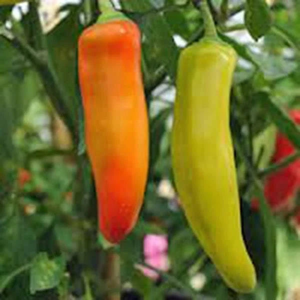 Spicy Hungarian Yellow Wax Pepper Seeds, Heirloom Non-GMO, 100+ Seeds, Capsicum annuum