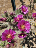Cylindropuntia Imbricata Cuttings, 3 Pack, Tree Cholla Cactus, 4-6” Long, Drought Tolerant Succulent Plant