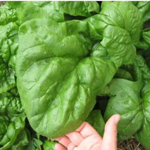 Giant Noble Spinach Seeds 100 - Heirloom NON-GMO Bulk Seeds for Huge Leaves - Spinacia oleracea
