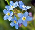 Forget Me Not Flower Seeds - 100 Fresh Seeds - Myosotis spp. - Non-GMO, Easy to Grow, Perfect for Gardens