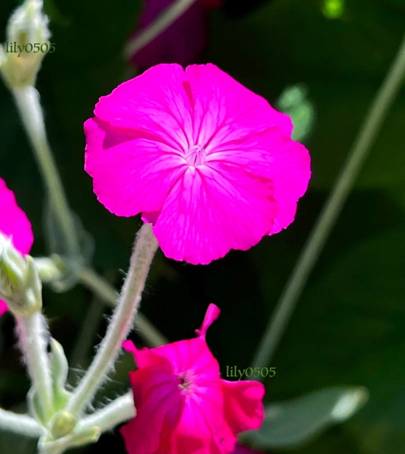Rose Campion Plants - 5 Hardy Bareroot, Low Maintenance, Self-Seeding, Deer Proof - Lychnis coronaria