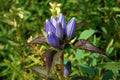 Bottle Gentian Seeds - 570 Seeds - Gall Flower Blue Perennial - Gentiana andrewsii - Free Shipping on 15+ Packs