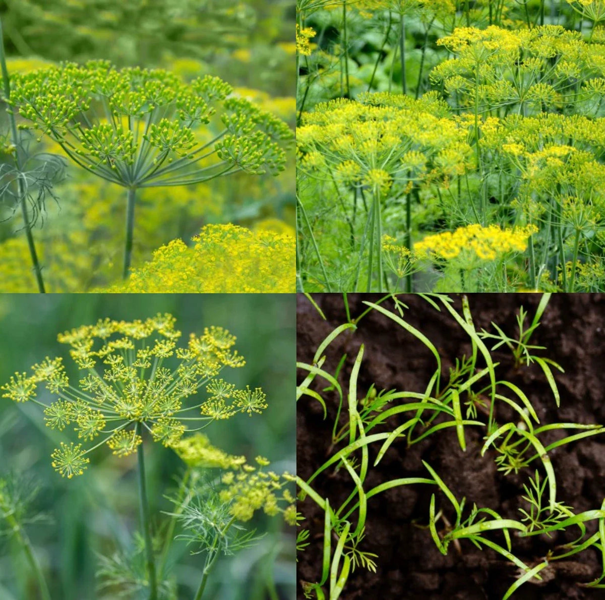 Dill Seed Mix - Non-GMO 500 Seeds - Dukat, Bouquet & Mammoth Butterfly Host Plant - Anethum graveolens