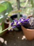 English Lavender Seeds - 100+ Heirloom Organic Non-GMO Herb - Lavandula angustifolia - Easy to Grow for Garden